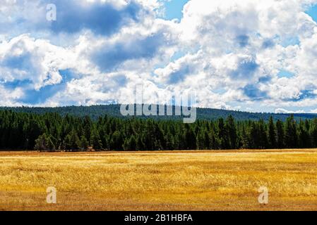 Verde foresta tranquilla con campo d'erba dorata sotto un cielo nuvoloso. Foto Stock