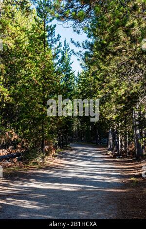 Sentiero sterrato che conduce nella foresta scura. Foto Stock