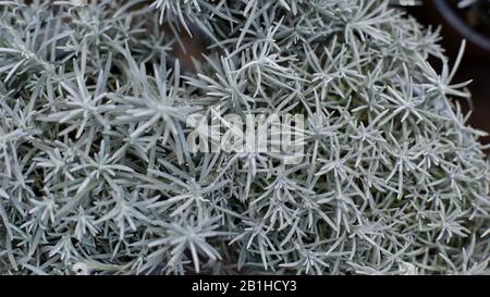 Helichrysum italicum pianta silvery foglie primo piano, sfondo. Pianta da fiore della famiglia delle Asteraceae, chiamata la pianta curry, Itali Foto Stock