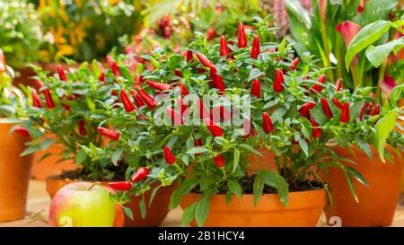 Peperoncino rosso caldo su un cespuglio verde in una pentola di argilla, piccoli peperoni freschi jalapeno tutto organico fresco. Peperoncino piccante in vaso, colore succoso brillante, autum Foto Stock