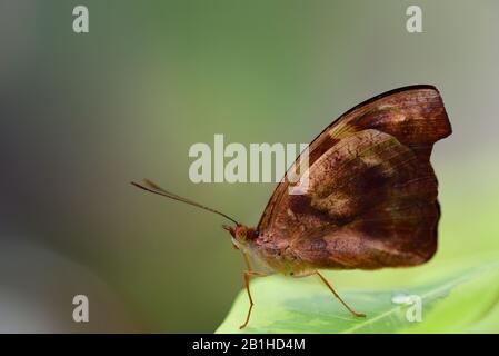 Primo piano di una piccola farfalla tropicale marrone, seduta su una foglia verde, su uno sfondo verde con spazio per il testo Foto Stock