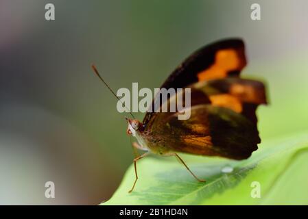 Primo piano di una piccola farfalla tropicale marrone, seduta su una foglia verde, su uno sfondo verde con spazio per il testo Foto Stock