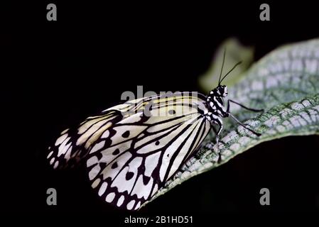 Una magnifica farfalla della ninfa bianca si siede isolata contro uno sfondo nero su una foglia in primo piano con spazio per il testo Foto Stock