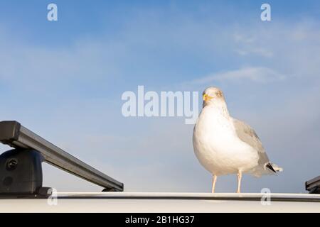 Primo piano immagine di un simpatico teschio amichevole Foto Stock