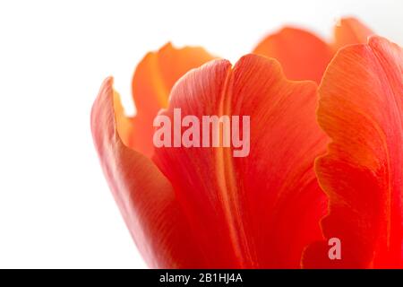 Tulipano rosso estremo primo piano su sfondo bianco con spazio copia Foto Stock
