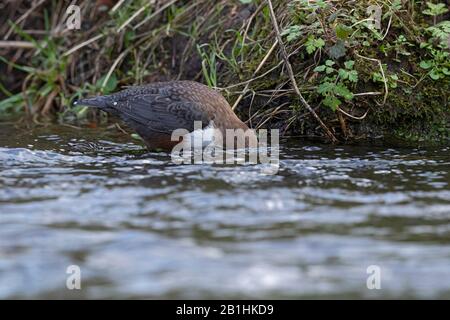 Un Dipper a gola bianca (incluss cinclus) è alla ricerca di cibo sotto la superficie dell'acqua Foto Stock