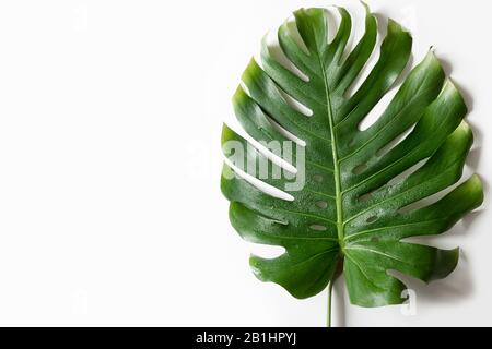 Grande foglia di Monstera isolata su sfondo bianco. Vista dall'alto. Spazio per il testo. Foto Stock