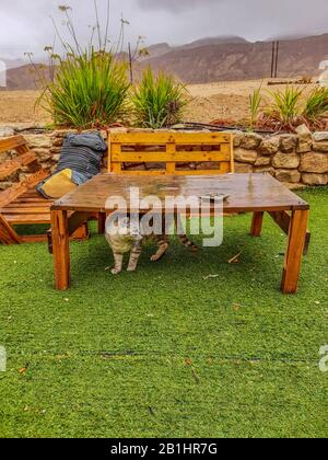 povero gatto si stava nascondendo da piogge pesanti sotto il tavolo dopo che si sentiva bagnato Foto Stock