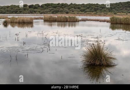 Forte rush, Juncus acutus, in fiore e frutta, crescendo in saltmarsh, Parco Nazionale Amvrakikos Wetlands, Grecia. Foto Stock