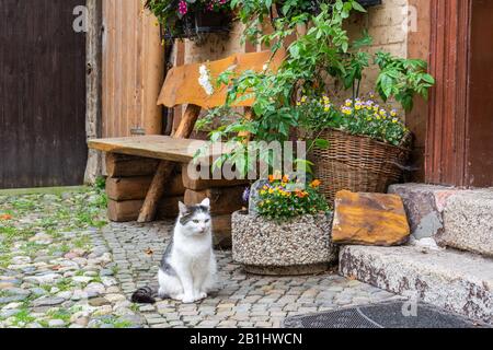 Tranquillo cortile nella città medievale di Quedlinburg in Germania, con gatto. Foto Stock