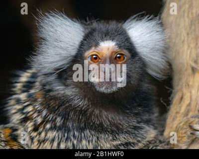 Common marmoset Callithrix jacchus captive Foto Stock