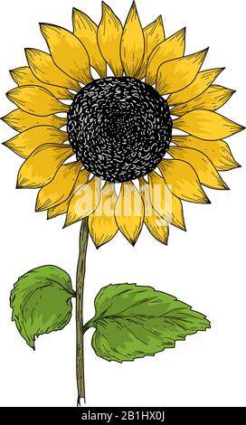 Illustrazione vintage di girasole. Girasole isolato . Illustrazione del vettore Illustrazione Vettoriale