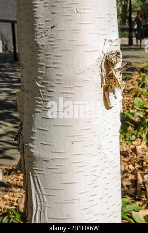 Parte del tronco di un albero di betulla d'argento, nome latino Betula Utilis, con parte della corteccia bianca che si stacca. Fine estate, autunno. Foto Stock