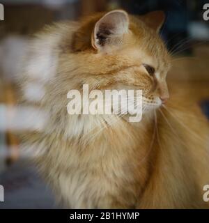 longhair gatto seduto sulla finestra nel corridoio Foto Stock