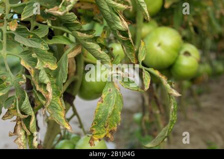 Cespuglio di pomodoro con macchie marroni e gialle sul fogliame, problema fungino. Solanaceae malattia familiare. Foto Stock
