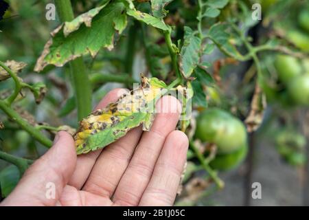 Sepporia foglia spot su pomodoro. Danneggiato da malattia e pesti di pomodoro foglie. Foto Stock