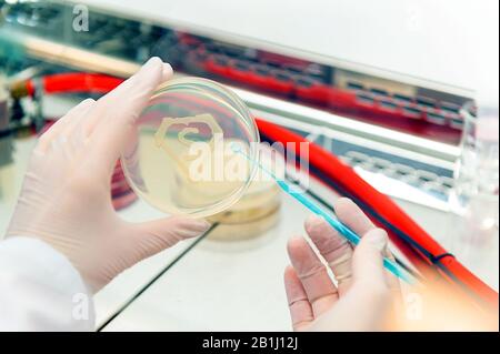 mano che lavora con la crescita di simboli di batteri super su piatto di petri Foto Stock