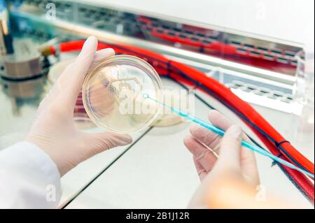 capsula di petri con coltura batterica a forma di lettera b Foto Stock