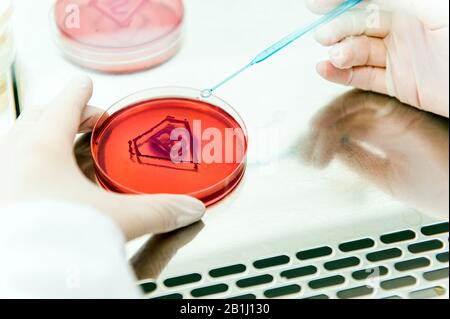 super batteri nel concetto di laboratorio - scienziato che tiene piastra petri con segno fatto di coltura batterica a forma di lettera b Foto Stock