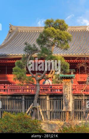 Ueno, giappone - 02 gennaio 2020: Fascia di pino giapponese con burlap che lo lega in un cerchio che evoca la luna nella sala Kiyomizu Kannon di Ueno Park, Foto Stock