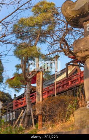 Ueno, giappone - 02 gennaio 2020: Fascia di pino giapponese con burlap che lo lega in un cerchio che evoca la luna nella sala Kiyomizu Kannon di Ueno Park, Foto Stock