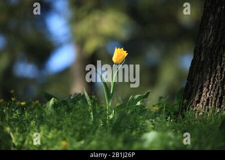 Tulipano giallo singolo in fiore tra l'erba. I primi fiori in primavera dopo ibernazione nel giardino della città Foto Stock