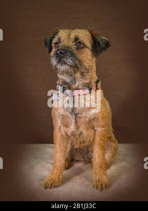 Cane carino ritratto Di Una Frontiera Terrier Foto Stock