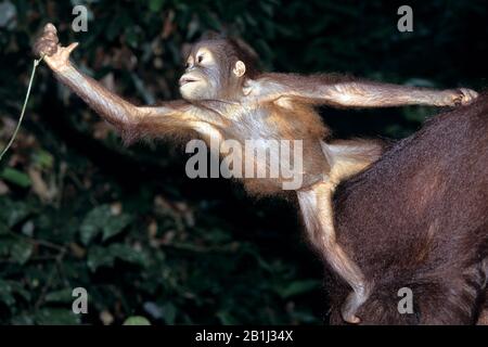 Orang-Utan, Auswilderungsstation, (Pongo Pygmaeu) Foto Stock