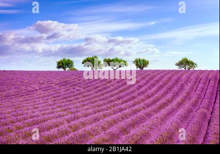 Fiori di lavanda e alberi sulla cima della collina. Valensole, Provenza, Francia, Europa. Foto Stock