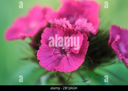 Fiori viola di garofano turco Foto Stock