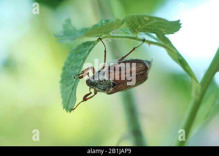 Arrampicata coccinatore su un ramo con foglie Foto Stock