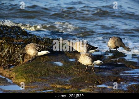 Brent Geese uccelli migratori invernali dalla Siberia sul loro terreno di alimentazione scozzese, mentre la marea inizia a ritirarsi. Foto Stock