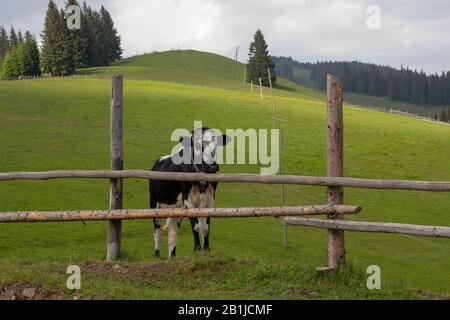 Mucca dietro un recinto su un pascolo di montagna. Carpazi Foto Stock