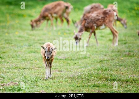 Giovane Mouflone con famiglia (Ovis Orientalis) Foto Stock