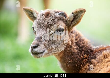 Chiusura Con Testa In Teflon (Ovis Orientalis) Foto Stock