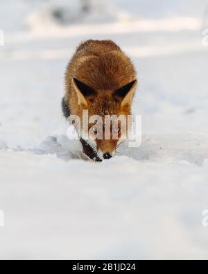 Ritratto di una volpe rossa (Vulpes Vulpes) nella neve con occhi gialli espressivi. Splendida vista direttamente nella fotocamera. La volpe è alla caccia. Foto Stock