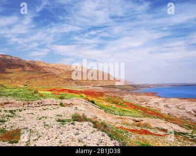 Dopo forti piogge, la riva del Mar Morto era ricoperta di fiori rossi, bianchi, gialli e viola. Bellissimo paesaggio di deserto in fiore. Foto Stock