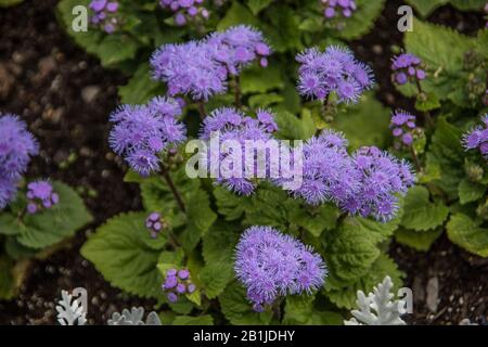 Balsamo di fegato con fiori di colore blu Foto Stock