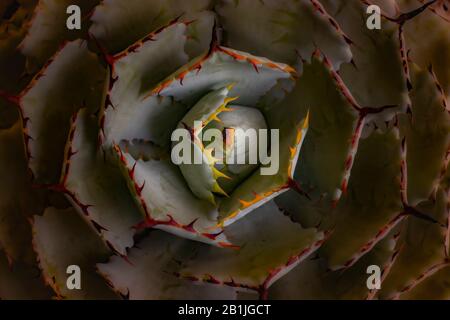 Agave Potatorum - una pianta succulenta spinosa fotografia. Foto Stock