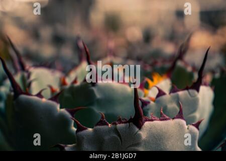 Agave Potatorum - una pianta succulenta spinosa fotografia. Foto Stock