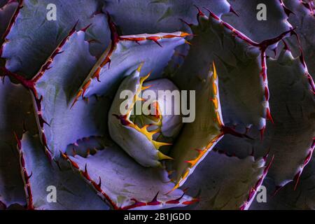 Agave Potatorum - una pianta succulenta spinosa fotografia. Foto Stock