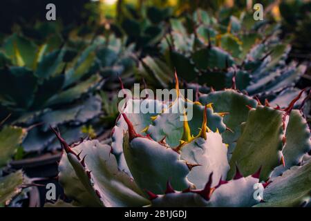 Agave Potatorum - una pianta succulenta spinosa fotografia. Foto Stock