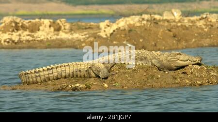 Coccodrillo di Mugger, mugger, coccodrillo di palude, coccodrillo a larga sciabola (Crocodylus palustris), dormire, vista laterale, India Foto Stock