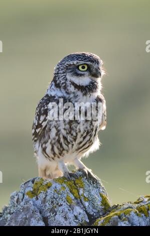 Gufo piccolo (Athene noctua), perching su una pietra leccata, Spagna, Estremadura Foto Stock