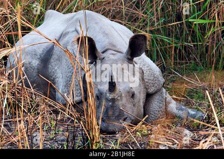 Rinoceronte indiano più grande, rinoceronte indiano Un-corned (Rhinoceros unicornis) grande, giacente nel reed, vista anteriore, India, Parco Nazionale di Kaziranga Foto Stock