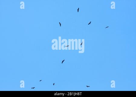 Aquila meno maculata (Aquila pomarina, Clanga pomarina), gruppo in volo, Turchia Foto Stock