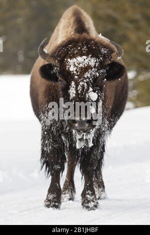 Bisonte americano, bufalo (bisonte bisonte), in piedi nella neve, Stati Uniti, Wyoming, Parco Nazionale di Yellowstone Foto Stock