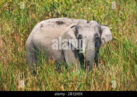 Elefante indiano (Elephas maximus indicus, Elephas maximus bengalensis), in piedi in canna, India, Parco Nazionale di Kaziranga Foto Stock
