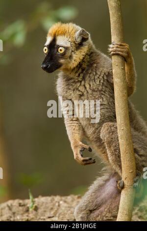 Lemure rosso-fronted. Lemur marrone rosso-frontato, lemur marrone rosso-fronted del sud (rufifrons di Eulemur), seduto ad un ramo, Madagascar Foto Stock