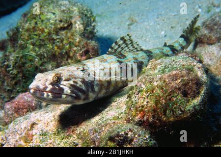 Tuffatore di sabbia (Synodus intermedia), Antille olandesi, Curacao Foto Stock